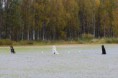 /album/kuvagalleria/tokokisat-170916-paikalla-olo-jpg1/